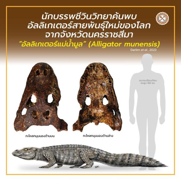 การค้นพบซากดึกดำบรรพ์อัลลิเกเตอร์สายพันธุ์ใหม่ของโลกจากประเทศไทย