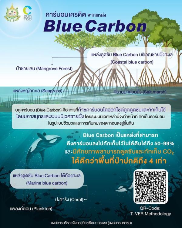 คาร์บอนเครดิต จากแหล่ง Blue Carbon
