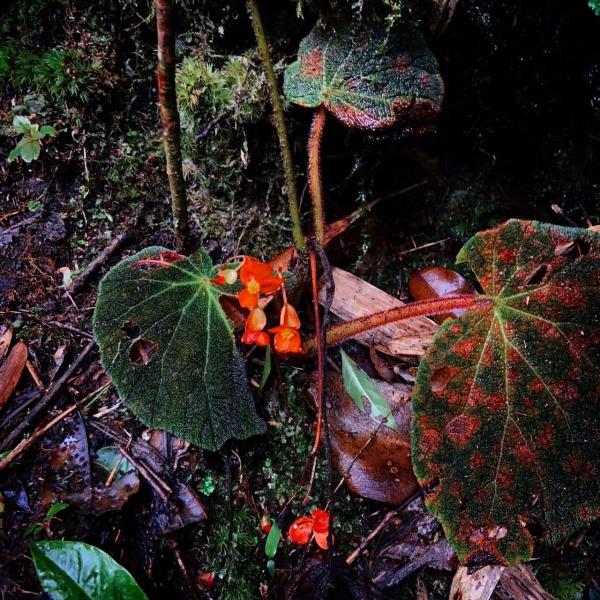 เยื่อกูรัม​ : Begonia smithiae Geddes